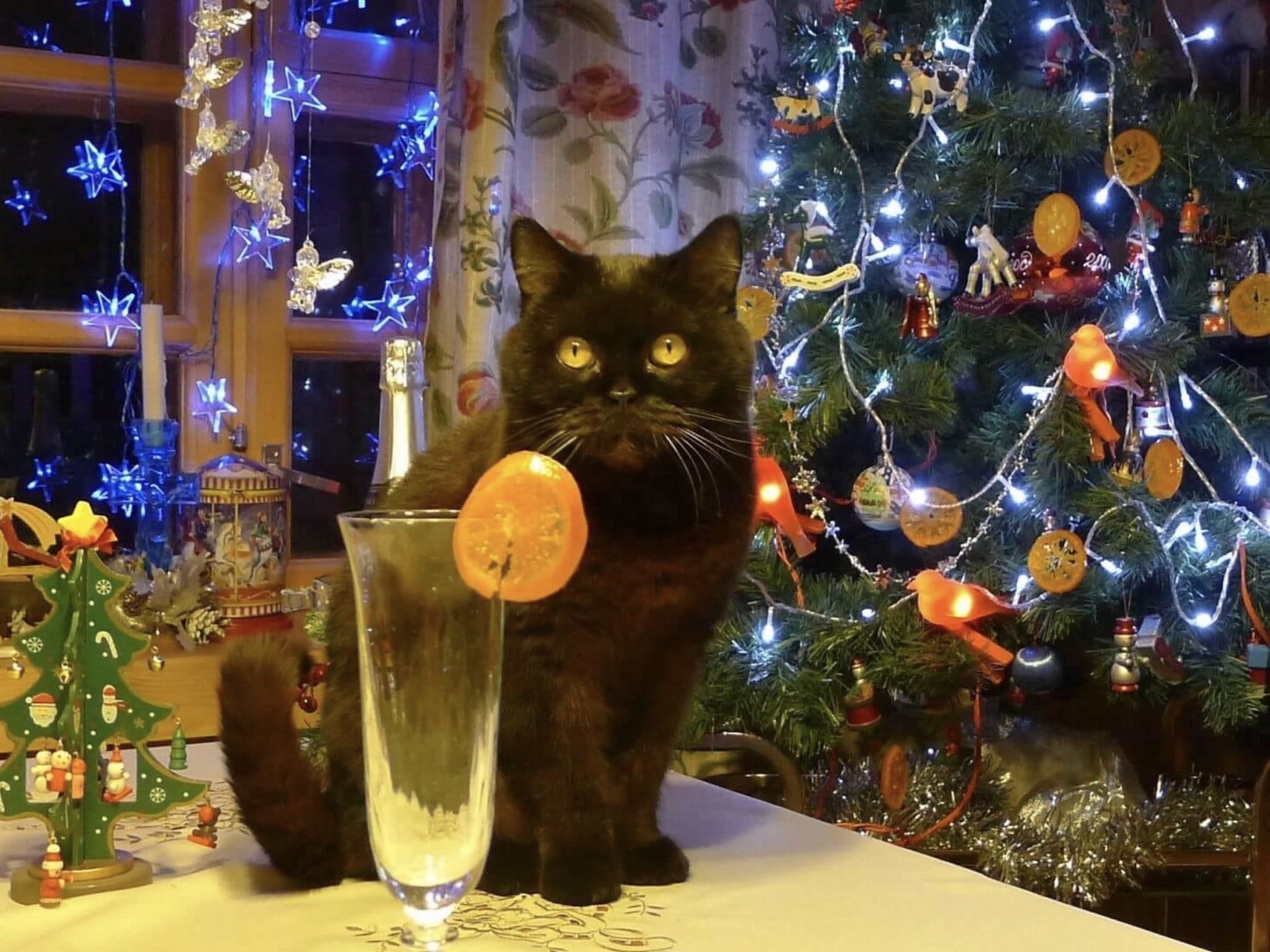 старый новый год картинки с котиками. открытки с котиками со старым новым годом. зимние коты в живописи. со старым новым годом кот. кот и старый новый год.