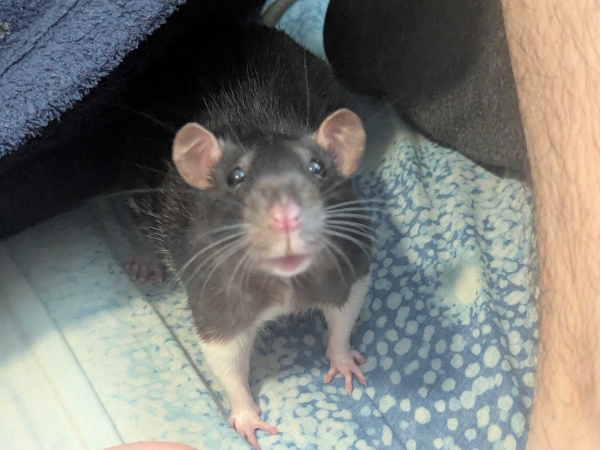 Boo begging for snack