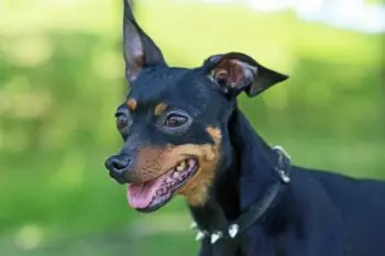 The Best Pill Pockets for Miniature Pinschers