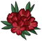 Red flowers