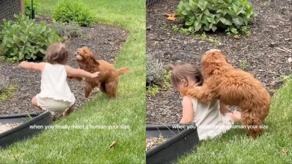 Dog Comforts Toddler After Backyard Tumble