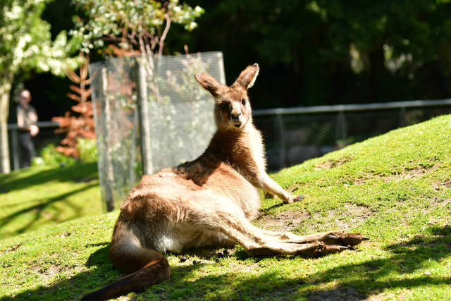 Kangaroos at Copenhagen Zoo