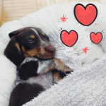dog2.png