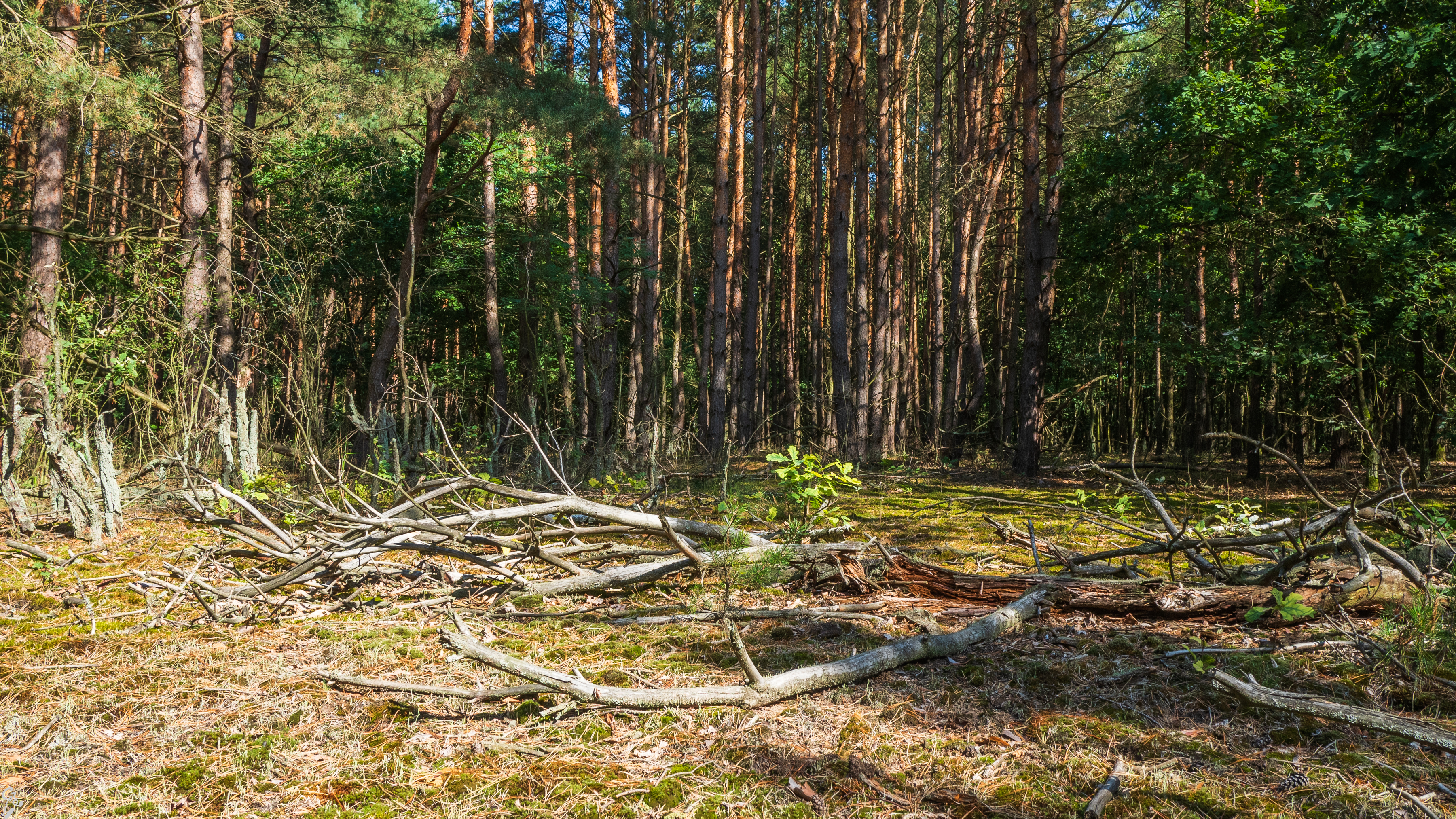 kampinos-08