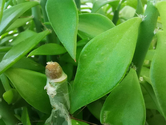 small-peicho-3