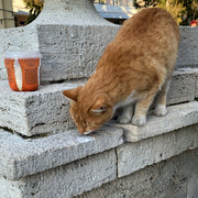 IMG-6246
