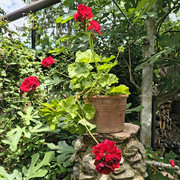pelargonium2
