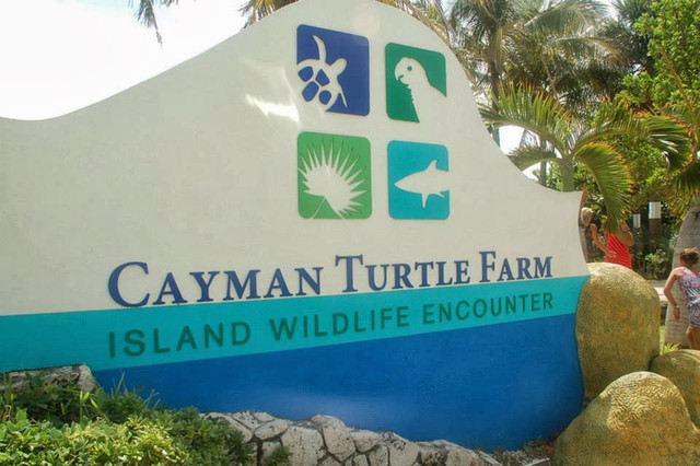 112809346-19-Cayman-Turtle-Farm