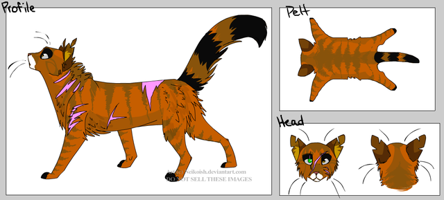 Ringtail