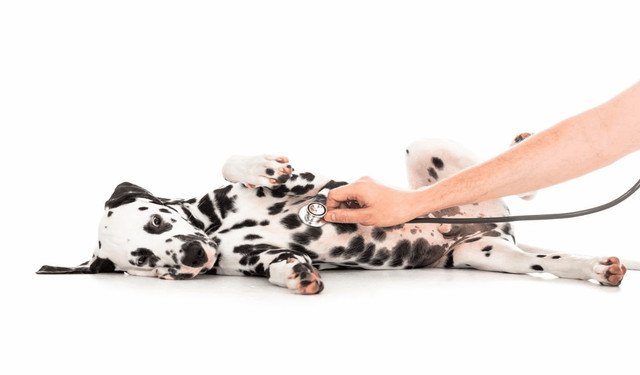 Pets-Insurance-130.jpg