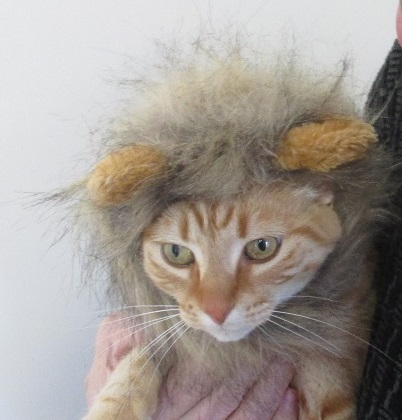 Puss-Puss-Lion.jpg