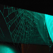 IMGP6409a