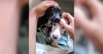 Rescue Puppies' First Warm Bath Steals Hearts