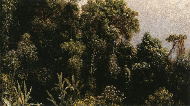 Forest-Study-Brazil