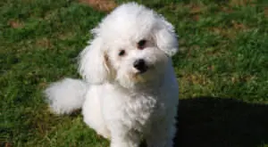 A Simple Change for Your Bichon Frise's Skin and Coat
