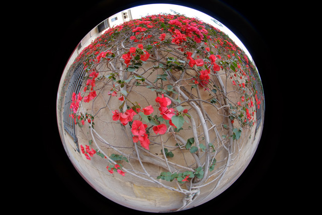 DSCF8955.jpg