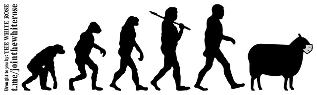 Devolution-Sheep