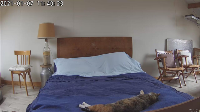 https://i.ibb.co/bgGFj0R/chatons-famille-239.png