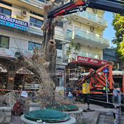Δεντρο πλατεια Λαου009