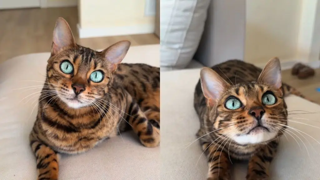 Feline Eye Transformation Amazes Owners