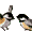 Birds ani