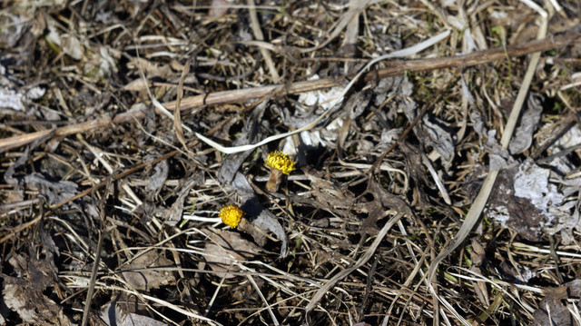 DSC9506-2.jpg