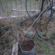 Potted1-4-2025