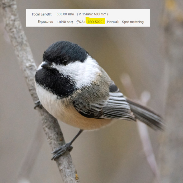 chickadee-high-ISO-CAS08737