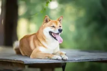Choosing the Best Joint Supplement for Your Shiba Inu