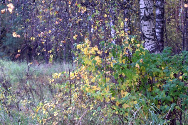 DSC7354-result.jpg