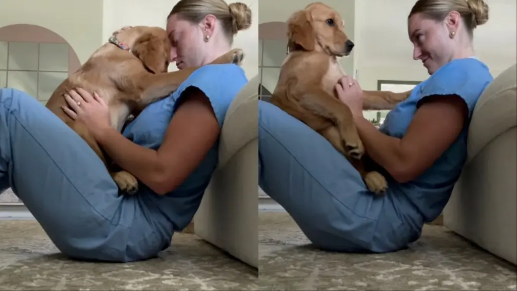 Heartwarming Moment: Golden Retriever Snuggles in Owner's Lap