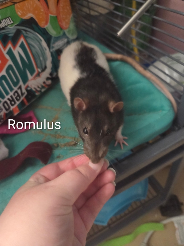 romulus2