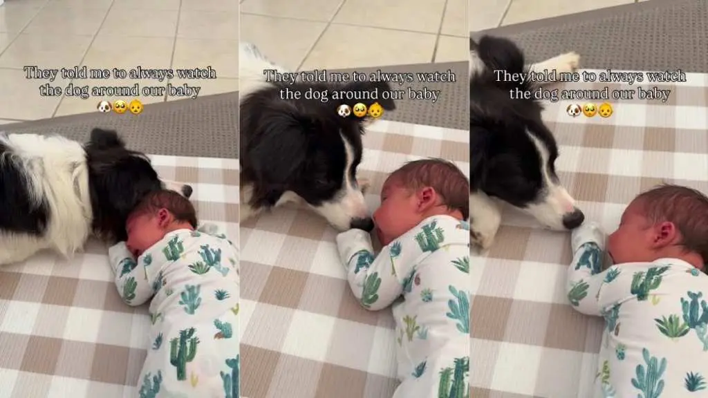 Dog Comforts Baby, Easing Parental Concerns About Pets