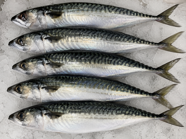 Mackerel Fish Supplier.png