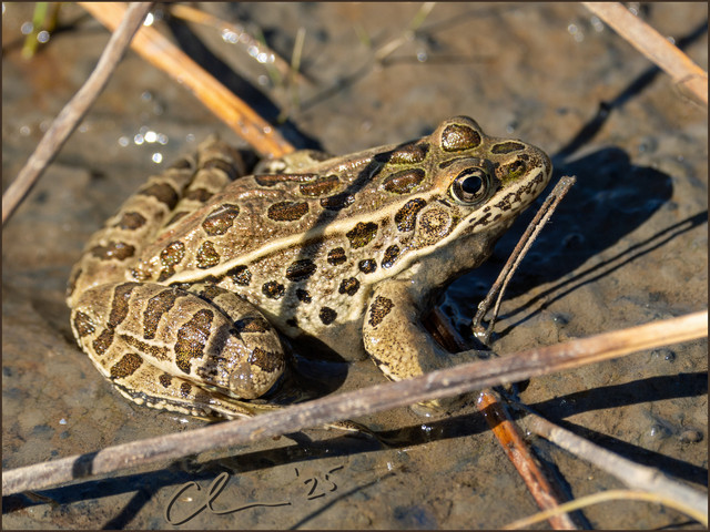 leopard-frog-CAS00952