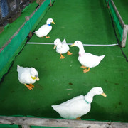 DSC03759