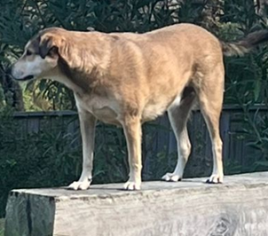 Mixed Breed