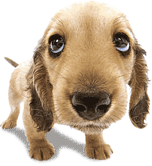 dog blinking