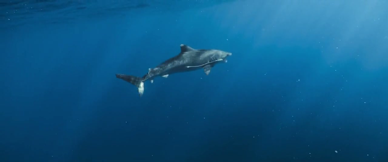 Shark Whisperer Screenshot