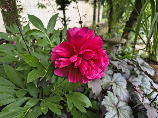 peony2.jpg