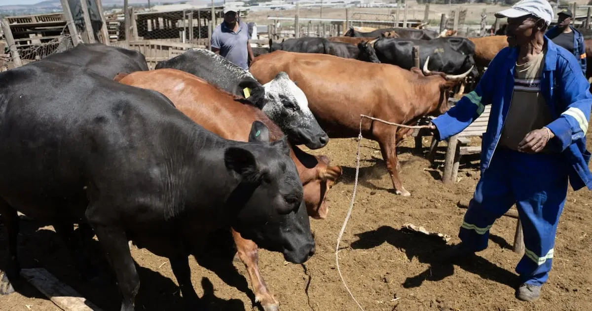 Illustration - Namibie : une épidémie de fièvre aphteuse ferme la porte de l'Europe au bœuf namibien