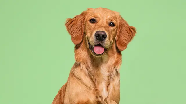 IMAGES-GOLDEN-RETRIEVER.webp
