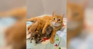 Stray Cat Finds Refuge, Delivers Seven Kittens