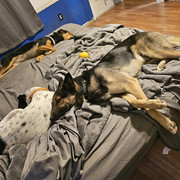 puppies5