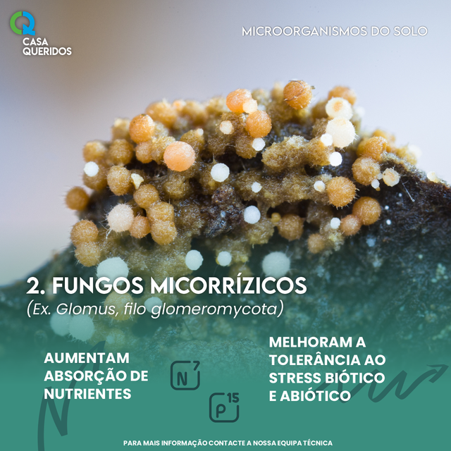 Fungos Micorrízicos