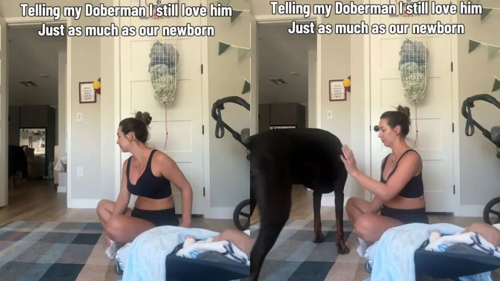 Big Dog Understands When Mom Tells Him He'll Always Be Her Precious Baby