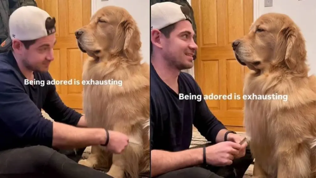 Dog Relaxes into Brushing Session