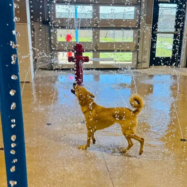 A dog enjoying playtime at Meadow Ridge daycare in Rapid City