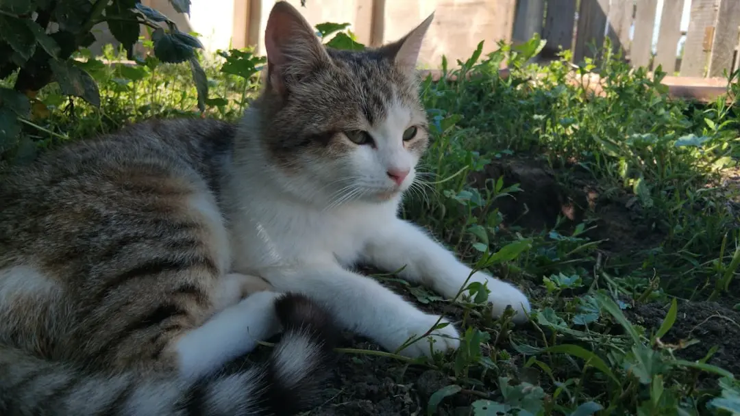Stray Cat's Remarkable Transformation After Meeting Newborn