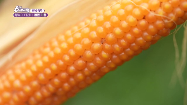 6시내고향 충주 팝콘마을 추가 캡처 3